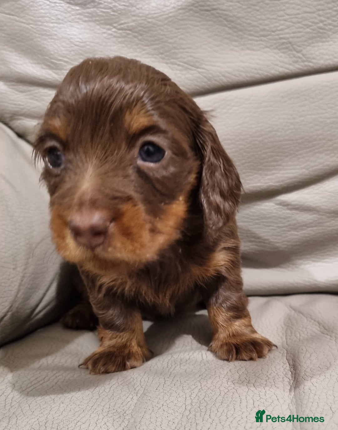 Miniature Dachshund dogs for sale: KC Reg. PRA Clear Long Haired Mini Dachshunds  - Advert 13