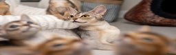 Abyssinian cats for sale: 6 Amazing Abyssinians, Extra Lovlely Personality - Advert 36