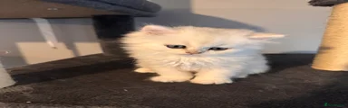 British Shorthair 3