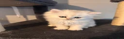 British Shorthair cats for sale: 3 Gorgeous White & Golden Shorthair Boys 🐾 - Advert 24