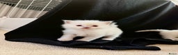 Ragdoll cats for sale: Cutest ragdoll kittens - Advert 6