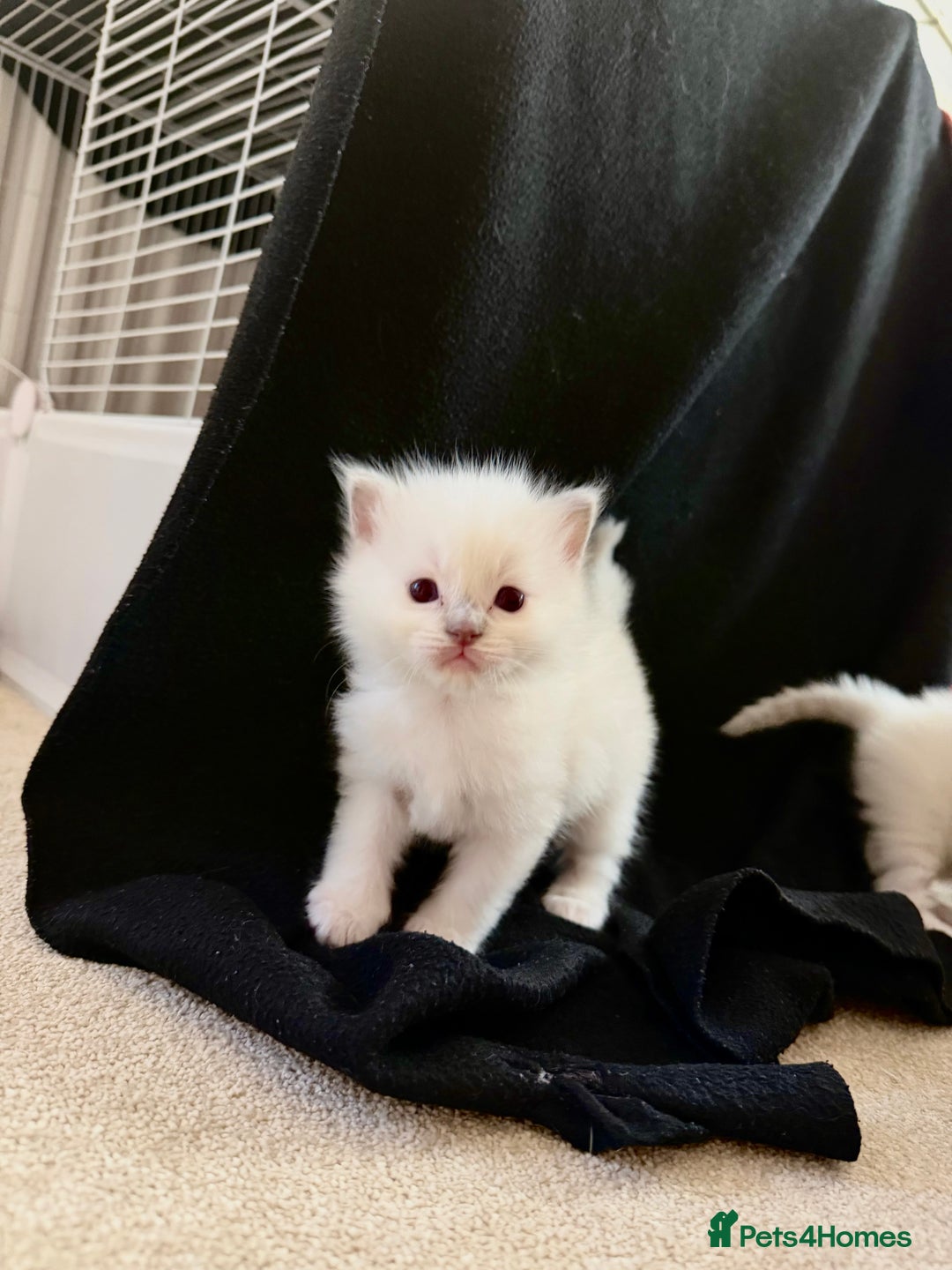 Ragdoll cats for sale: Cutest ragdoll kittens - Advert 6