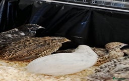 Quail poultry for sale: Quail (Button, King, Chinese Painted) - Image 10