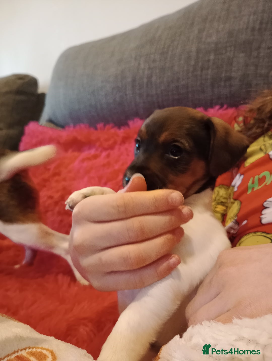 Jack Russell dogs for sale: Jack russell puppies - Advert 22