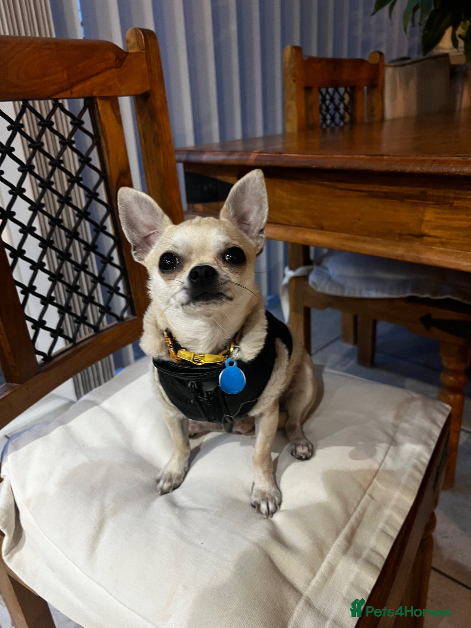 Chihuahua dogs Miniature Chihuahua - Advert 2