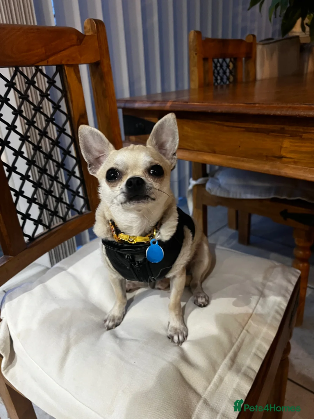 Chihuahua dogs for sale: Miniature Chihuahua in St Albans - Advert 1