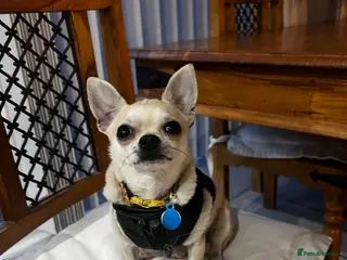 Chihuahua dogs Miniature Chihuahua - Advert 2