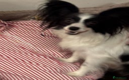 Papillon dogs for sale: Stunning Papillon puppies  - Image 2