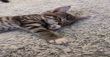 Mixed Breed cats - Advert 5