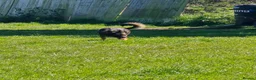 Mixed Breed dogs for stud: Ghost 3yr old gsd/Mali  in Liverpool - Advert 14