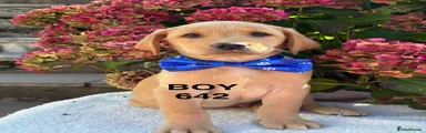 Labrador Retriever 2