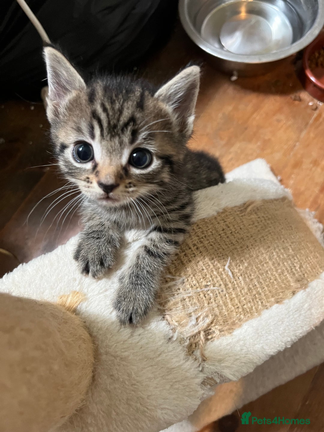 British Shorthair cats for sale: Tabby Male Kittens - Image 4