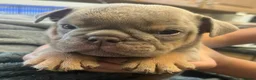 English Bulldog dogs for sale: Rare opportunity- grandpups of Burleybullz Nemesis - Advert 13