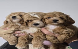 Maltipoo dogs for sale: Maltipoo Puppies – 3 Girls & 3 Boys - Image 4