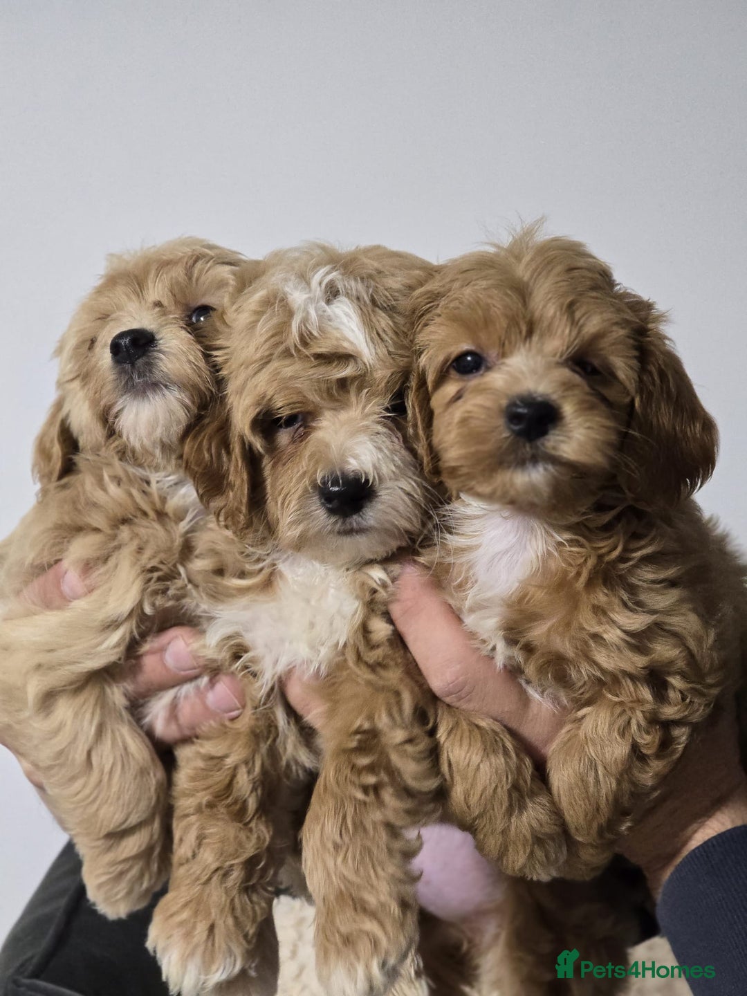 Maltipoo dogs for sale: Maltipoo Puppies – 3 Girls & 3 Boys - Image 4