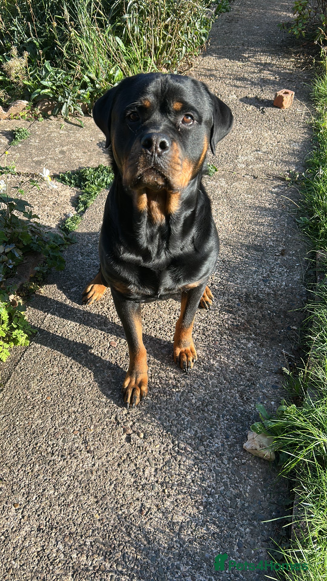Rottweiler dogs for stud: For Stud - Image 6