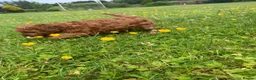 Toy Poodle dogs for sale: TOY POODLE PUPPIES  in Omagh - Advert 5