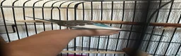 Budgerigars birds for sale: Budgies for sale in Wednesbury - Advert 6