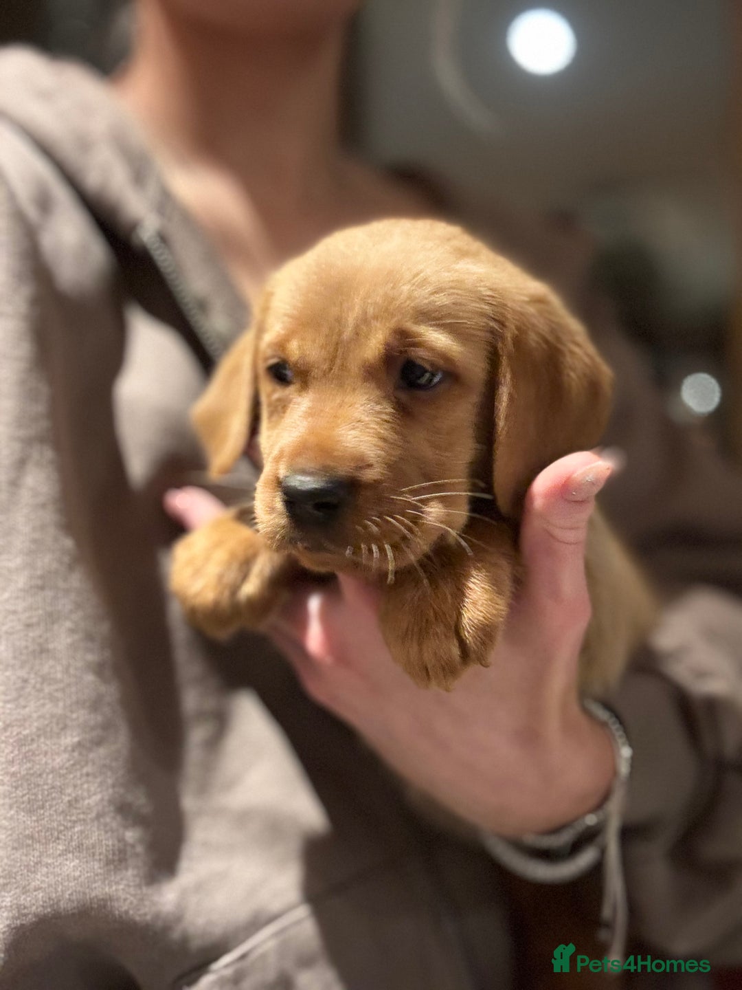 Labrador Retriever dogs for sale: 🐶 KC Registered Fox Red Labrador Puppies 🐶 - Advert 5