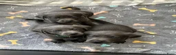 Labrador Retriever dogs for sale: ⭐Highest Health Tested Silvers & Charcoals⭐  - Advert 5