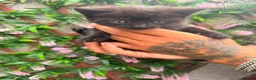Mixed Breed cats for sale: Kittens - Advert 1