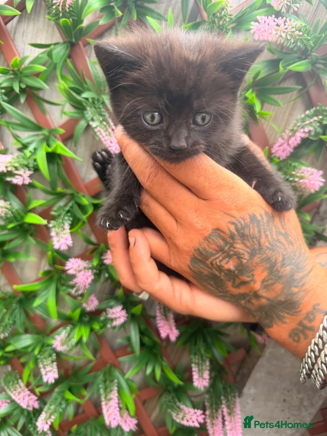 Mixed Breed cats for sale: Kittens - Advert 1