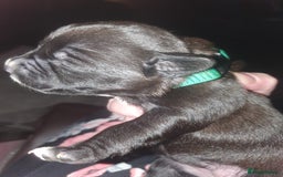 Staffordshire Bull Terrier dogs for sale: Staffordshire Bull Terrior Pups - 9 in total. - Image 13