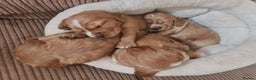 Cocker Spaniel dogs for sale: Golden Cocker Spaniel puppies (boy available) - Advert 32