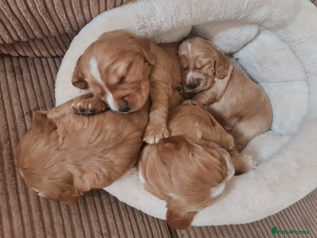 Cocker Spaniel dogs for sale: Golden Cocker Spaniel puppies (boy available) - Advert 32