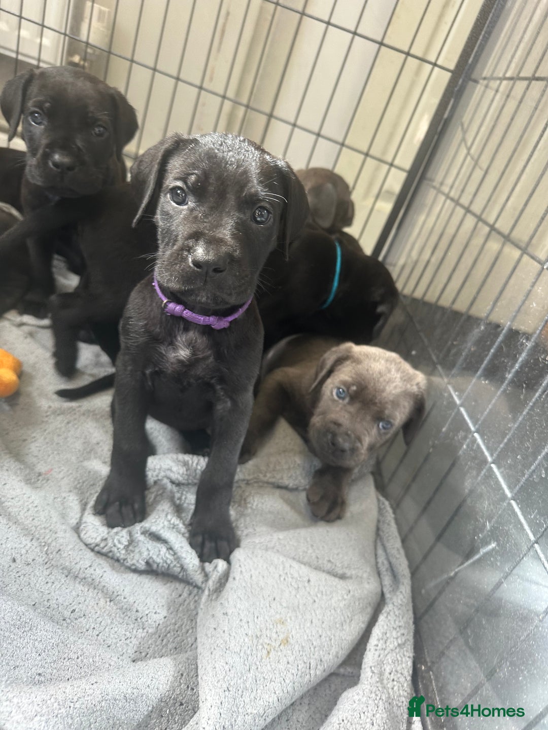 Cane Corso dogs for sale: READY REDUCED CANE CORSO - Image 23