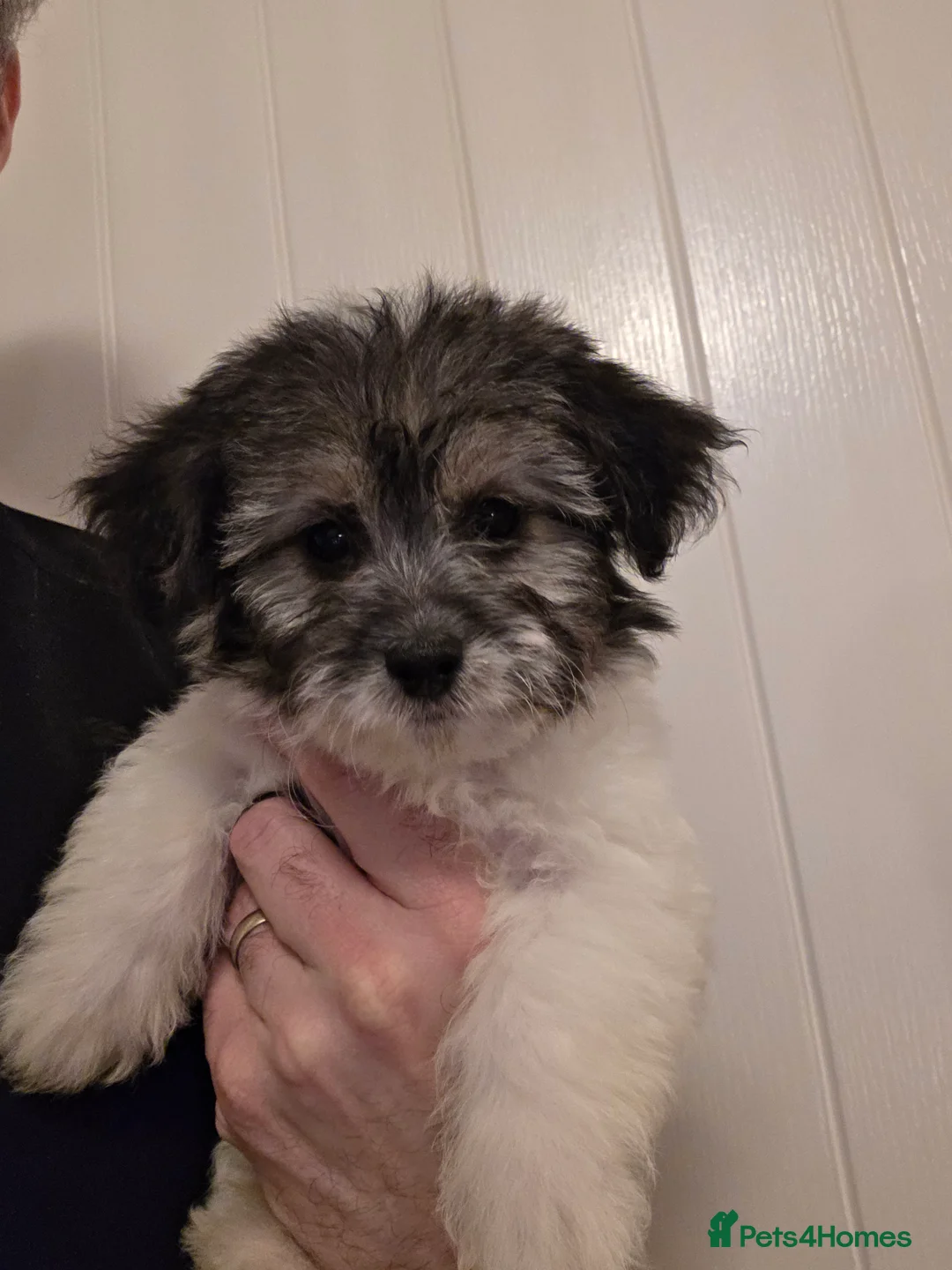 Mixed Breed dogs for sale: Beautiful Pomeranian x Yorkiepoo - Advert 8