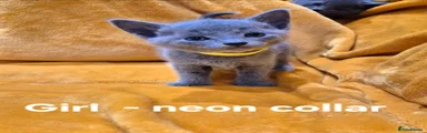 Girl - neon collar