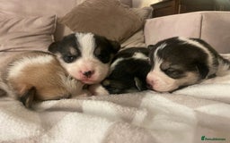 Welsh Corgi Pembroke dogs for sale: KC REG PEMBROKESHIRE CORGIS - Image 13
