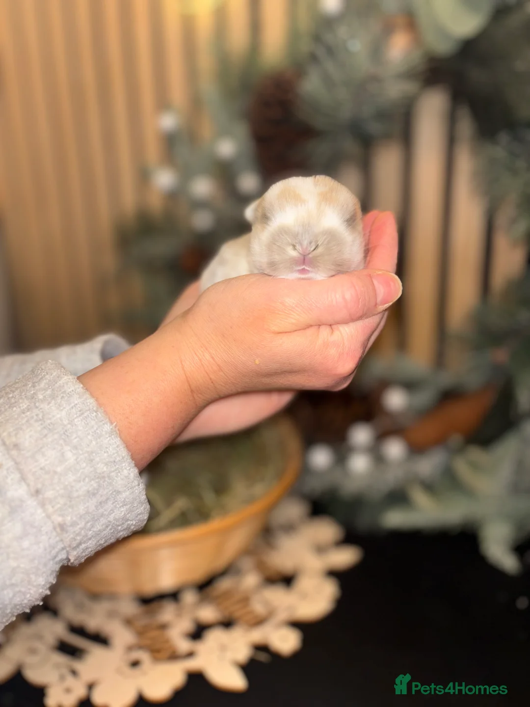 Mini Lop rabbits for sale: Pure Breed Mini Lop Butterfly new born bunnies  - Advert 15