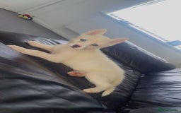 Siberian Husky dogs for sale: Puppy for sale bradford - Image 12