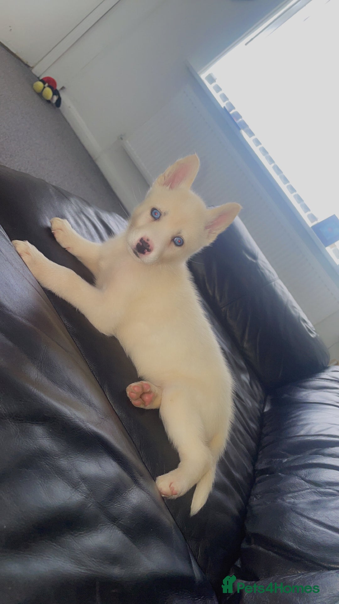 Siberian Husky dogs for sale: Puppy for sale bradford - Image 12