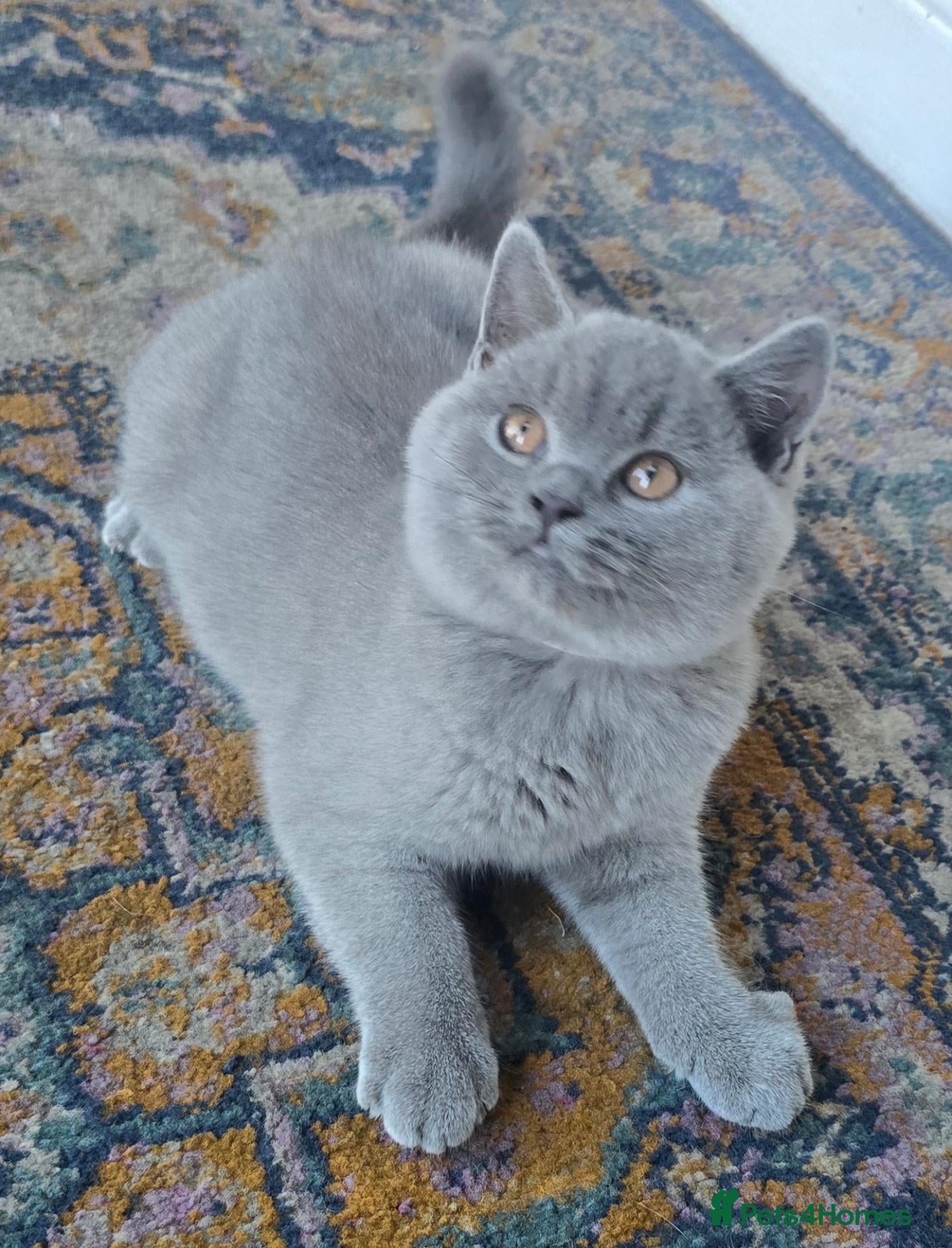 British Shorthair cats for sale: 2 Stunning Teddy Bear British Short Hair Kittens - Advert 1