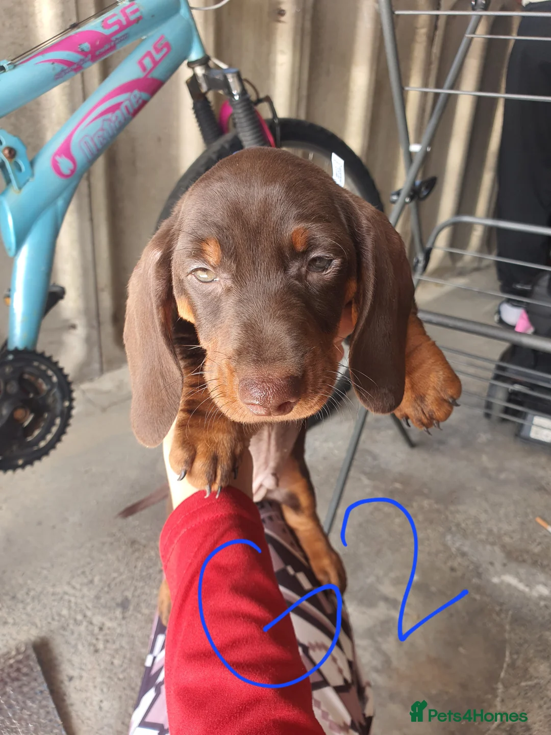 Dachshund dogs for sale: Miniature dachshunds - Advert 2