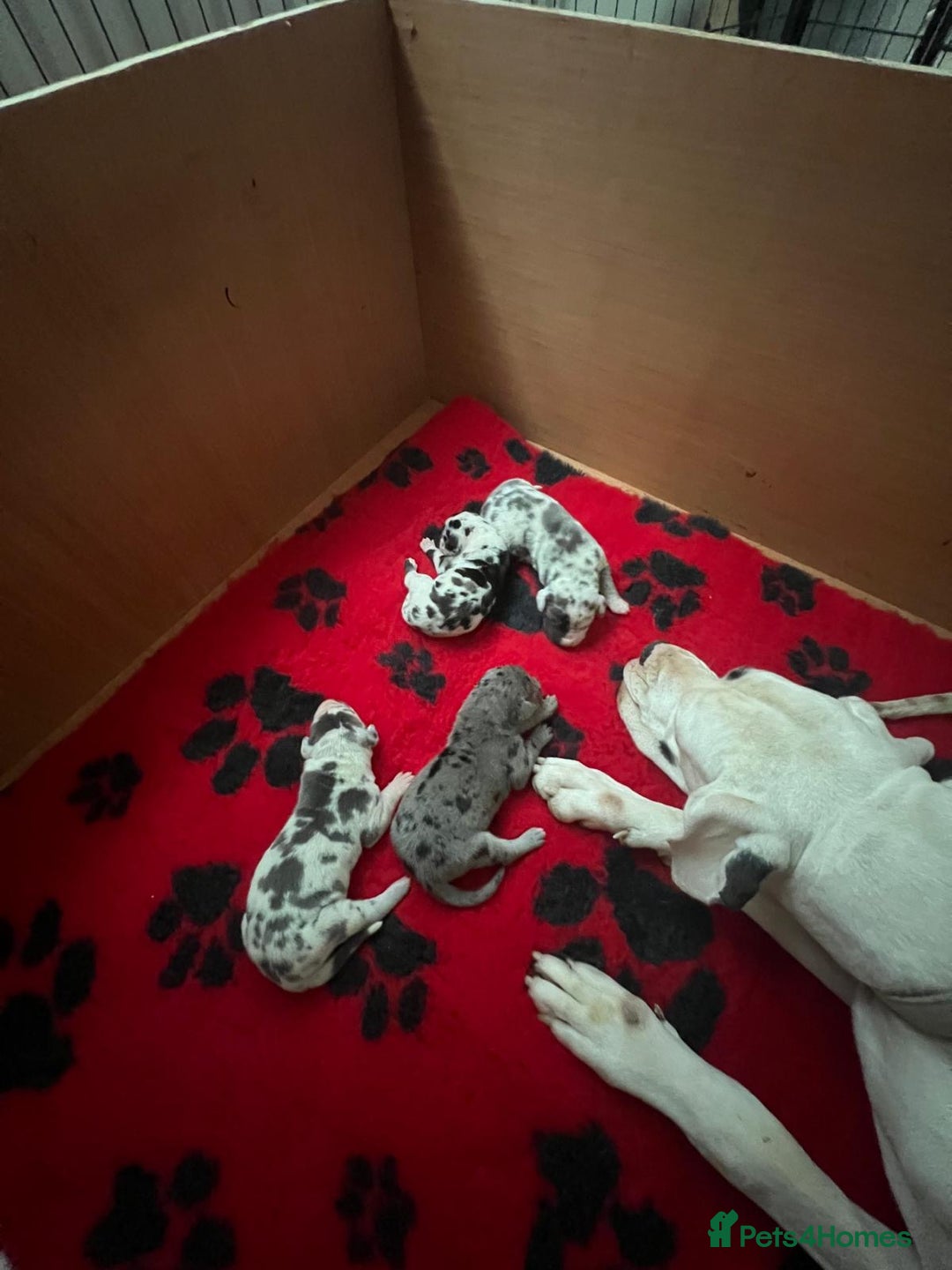 Great Dane dogs for sale: Purebred Great Dane Puppies – European Bloodline  - Image 2