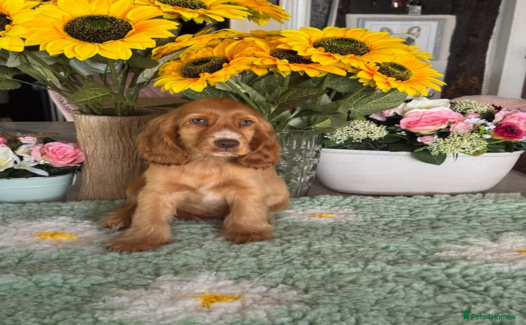Cocker Spaniel dogs in Market Drayton - Advert 2