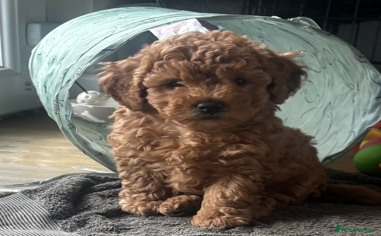 Cavapoo dogs - Advert 6