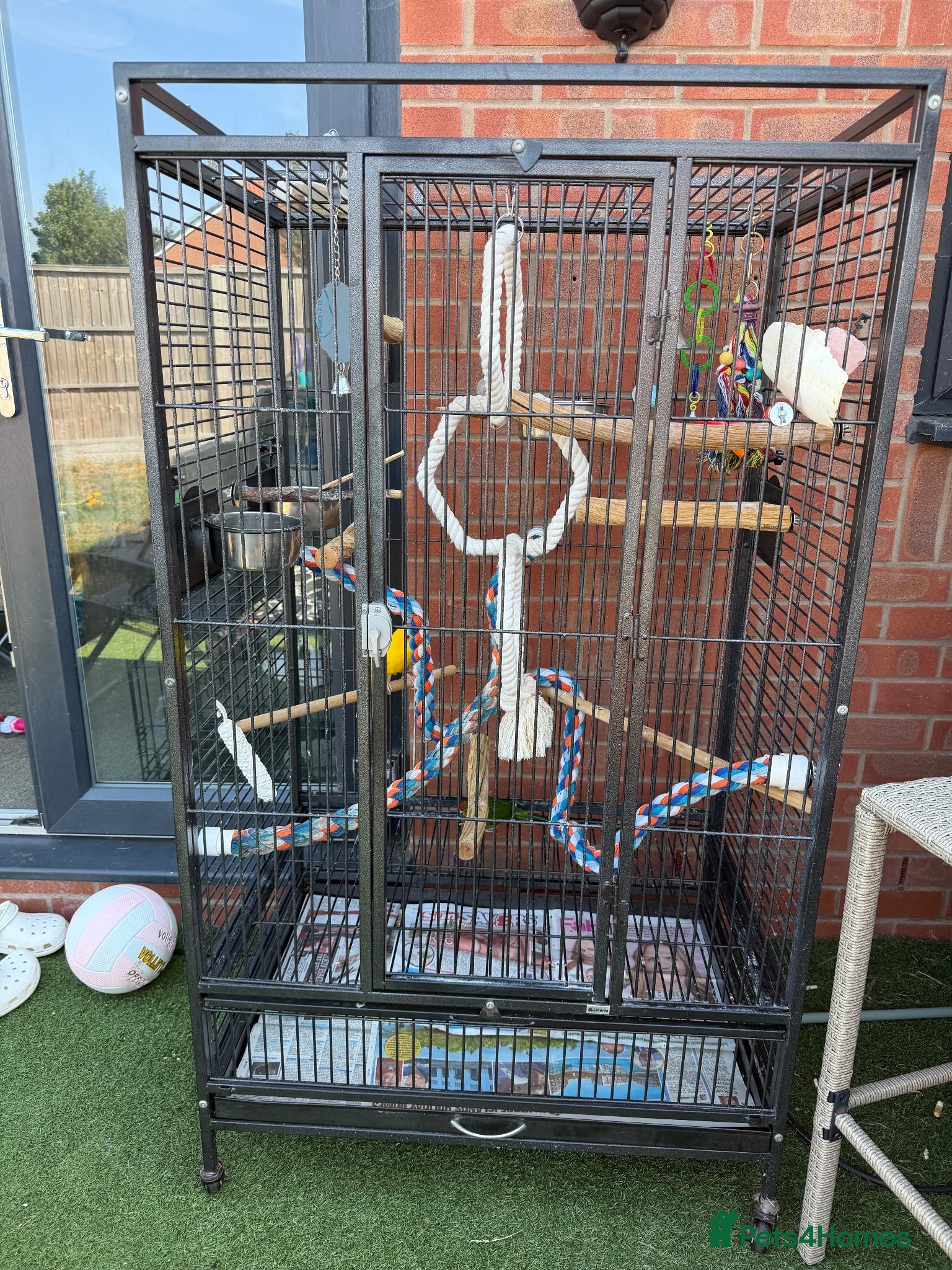 Mixed Breed birds Male and female and 5ft standing cage  - Advert 7