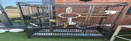 Mixed Breed birds for sale: Male and female and 5ft standing cage  in Mansfield - Advert 1