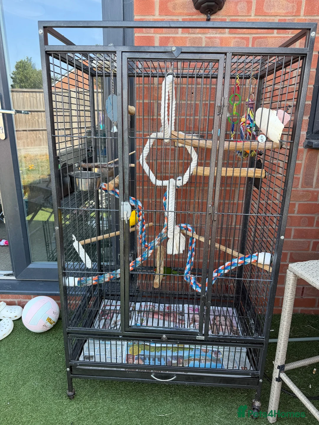 Mixed Breed birds for sale: Male and female and 5ft standing cage  in Mansfield - Advert 1