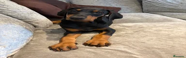 Dobermann 7