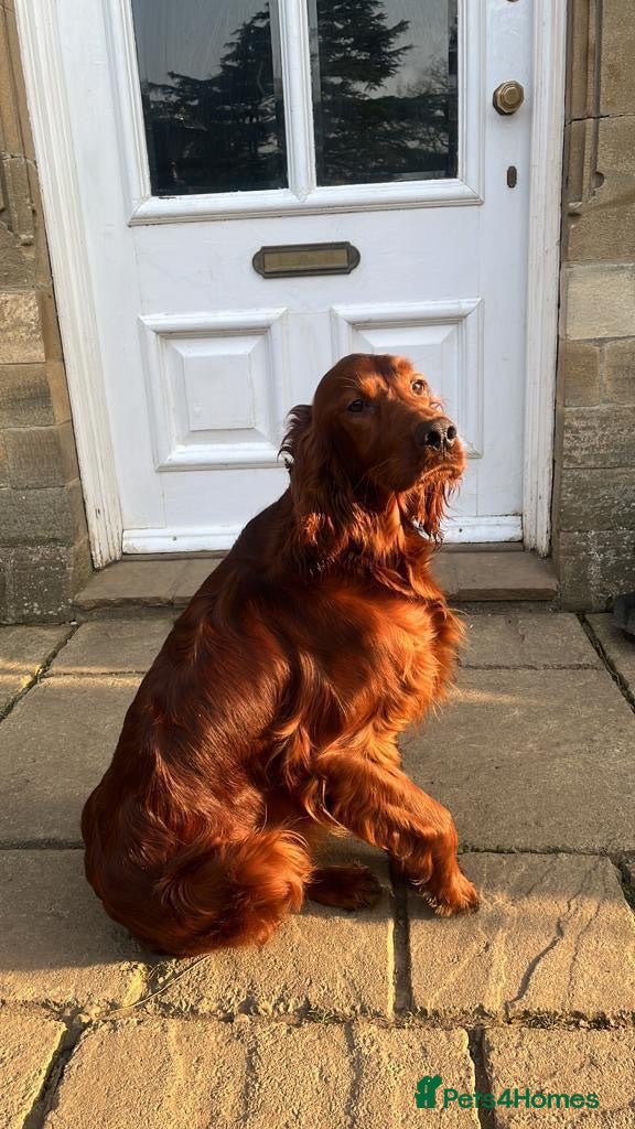 Irish Setter dogs Irish Setter puppies - Advert 1