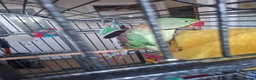 Parrots birds for sale: Alexandrine and quaker parrots  - Advert 2