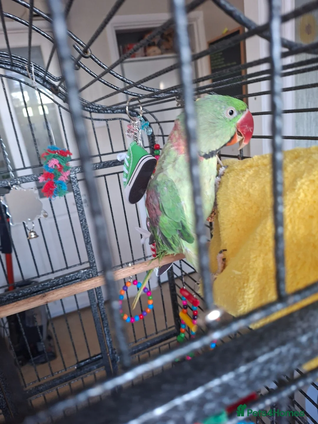 Parrots birds for sale: Alexandrine and quaker parrots  - Advert 2