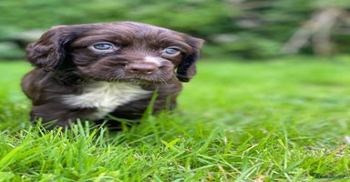 Cocker Spaniel dogs in Holsworthy - Advert 11