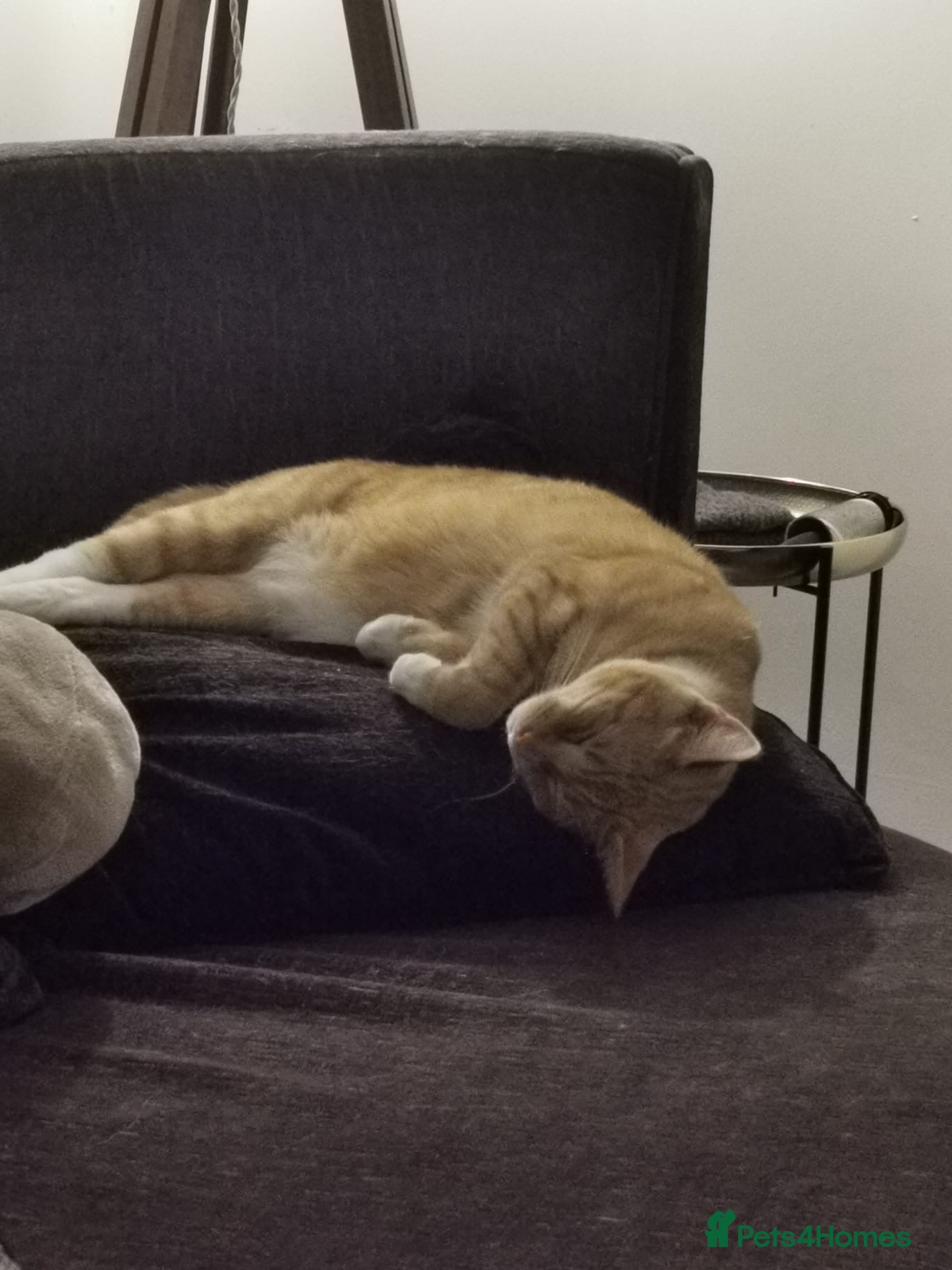 American Shorthair cats for sale: Tiggy in Salford - Advert 3